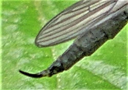 Gnophomyia viridipennis